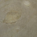 Beige Stone – Echtsteinfurnier Sandstein
